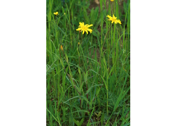 Großer Wiesen-Bocksbart (Tragopogon orientalis) - © Emanuel Trummer
